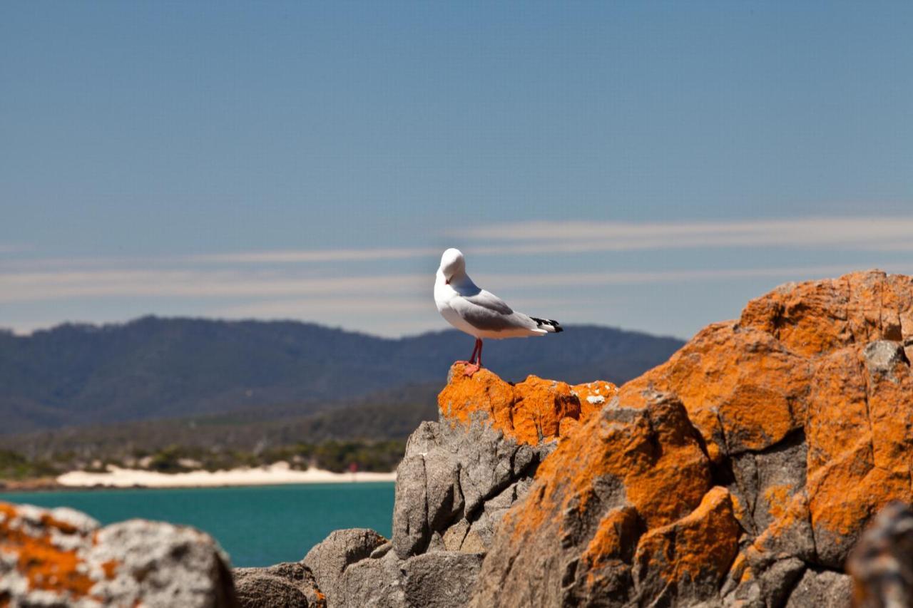 Willa Pearl Hawley Beach Port Sorell Zewnętrze zdjęcie